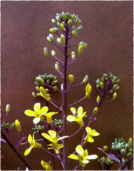 CabbagePlant2Bokeh1Frayed 2