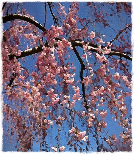 CherryBlossoms2Bokeh1horzflip 2