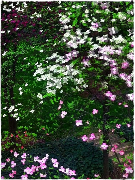 DancingDogwoodsBrushupSquare 2