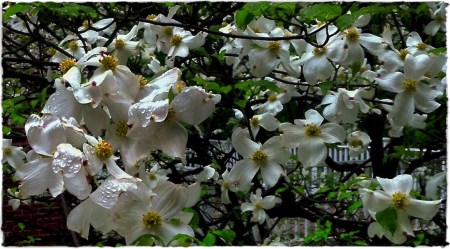 DogwoodsInRainEnfusion5_3Bokeh2verflipMidtoneBrushupSquare 2