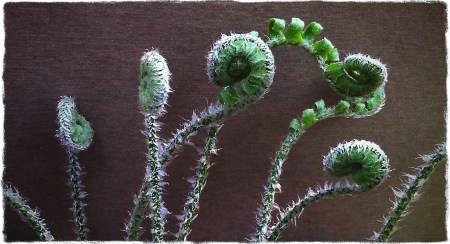 FullFernsBokeh1Grit 2