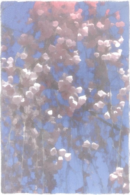 ImpressionistCherryBlossomsFinal