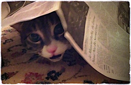 NewUsesForDeadMediaBokeh1MidtoneColorFilterSharpen 2