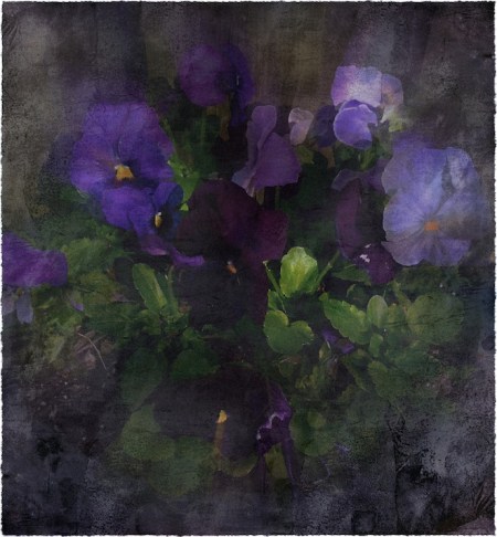 Pansies2ProtonModBokeh3MidtoneVignetteSatBriteConFrayedVint1ReborderedBokeh1horzflipFINAL 2