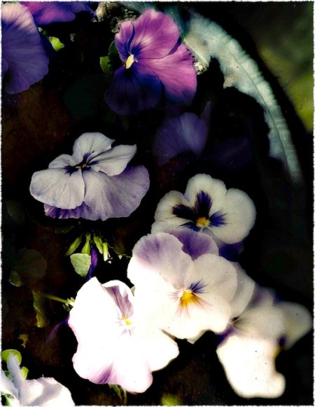 PurpleTintypeBokeh1MidtoneSatSharpenFray 2