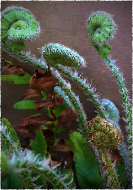 SpringFerns1Bokeh3MidtoneSharpenFrayed 2