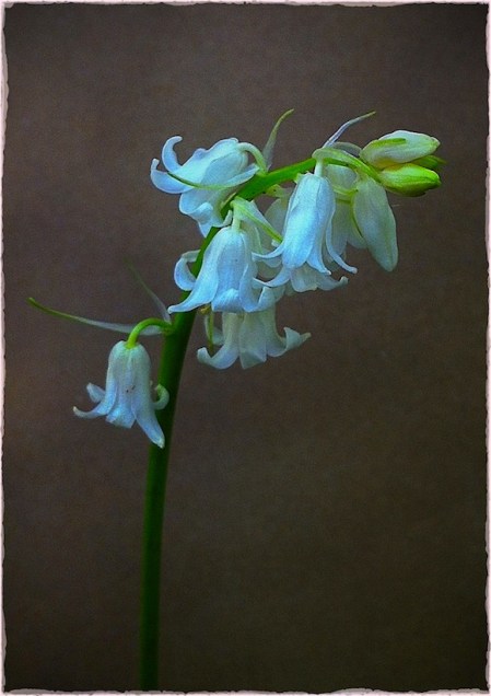 VermeerWhiteBellsMidtoneBokeh1 4