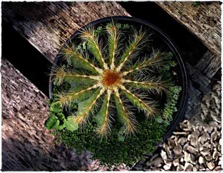 Cactus1Bokeh2MidtoneBrushup 2