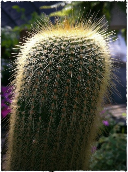 Cactus2Enfusion1Brushup 2