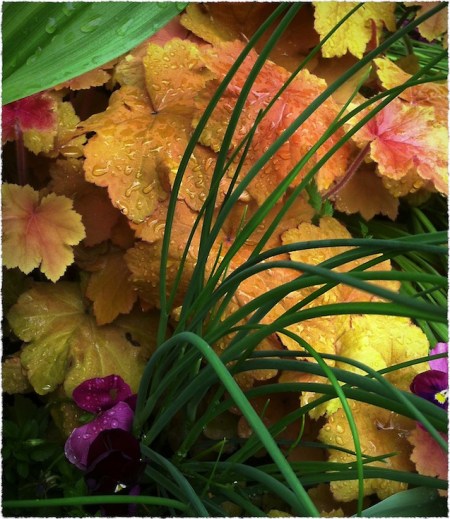 CoralbellsBokeh2verflipMidtoneFrayed 2