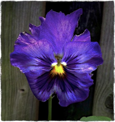 PansyStudyBbokeh2MidtoneSatBriteConSharpenGrit2CropFINAL 2