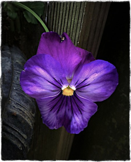 PansyStudyBokeh2MidtoneSharpenGrit 2