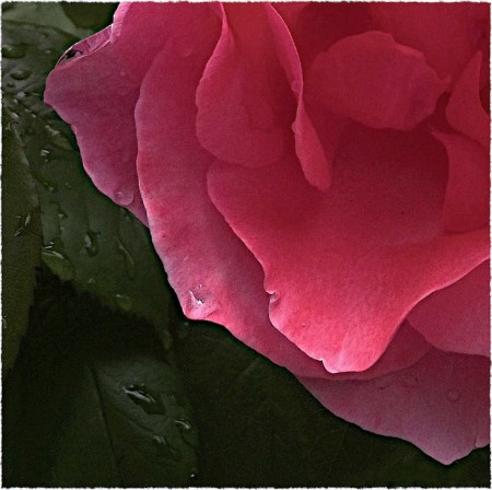 Pink1Bokeh2MidtoneGrainSharpenFrayed 2