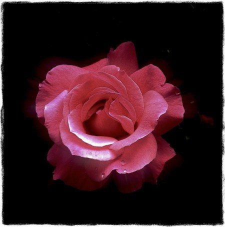 Pink2ProtonModBokeh1SatBriteConMidtoneGrainGrit 2