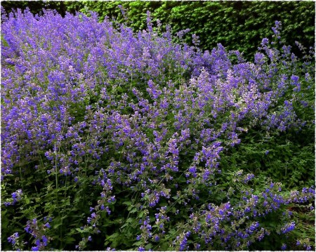 Purple1Bokeh3Frayed 2