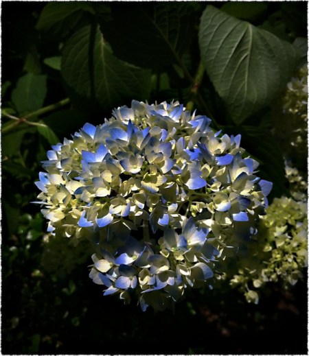 BlueHydrangea1Bokeh3MidtoneSharpenSatBriteConGrainFrayed 2