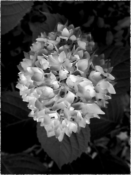 BWhydrangeaFINALGrainMidtoneFrayed 2