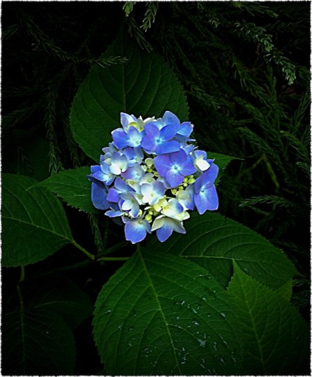 DramaHydrangeaRawSharpenFrayed 4