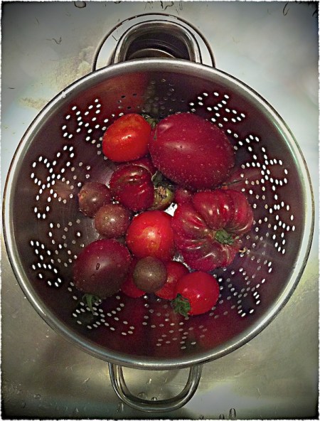 HeirloomTomatoesBokeh2fullflipMidtoneSharpenFrayed 2