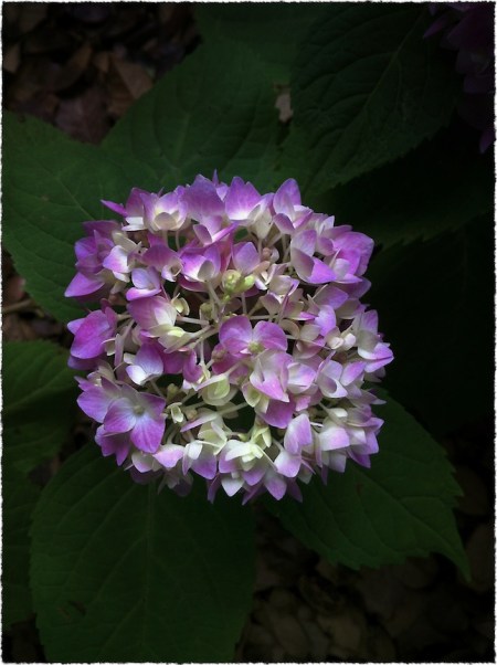 Hydrangea3Bokeh1vertflipMidtoneSatBriteConGrainFrayed 2