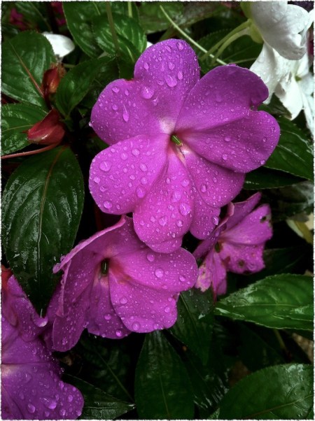 MoreRainyDayNewGuineas2Bokeh1horzflipFrayed 2