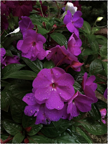 RainyNewGuineasBokeh1SatMidtoneGrainSharpenFrayed 2