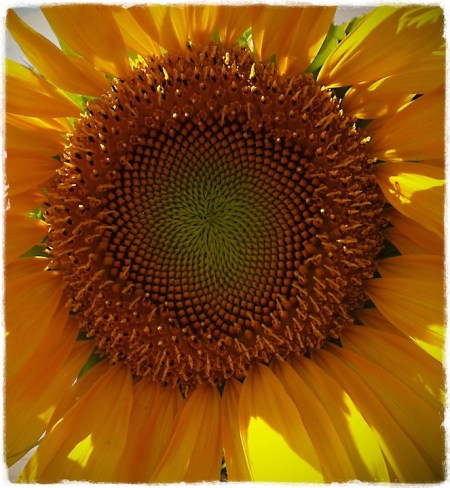 SunflowerBurst 3