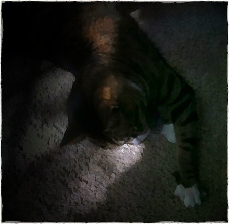 AssistantStretchBokeh1 2