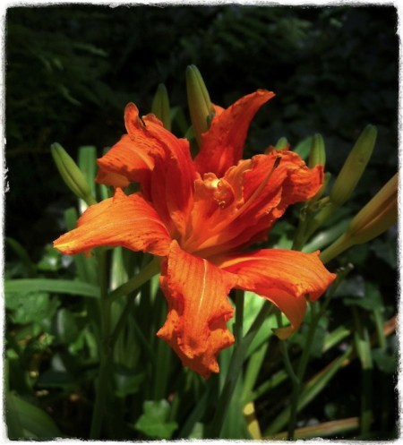 DayLily2FINAL 2