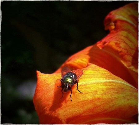 FlyAndDayLilyBokeh1horzflipMidtone 2