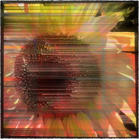 SunflowerDecim8_1Bokeh2MidtoneGrainGlowFrayed 2