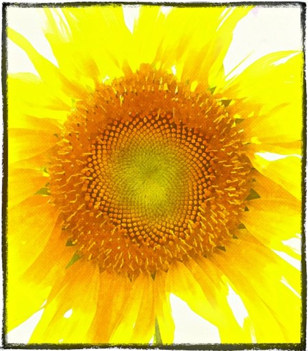 SunflowerOverpaintedBokeh3fullflipMidtoneSharpenGlowSat 2