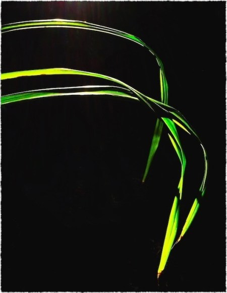 DaysEndDayLiliesFrayed3Crop