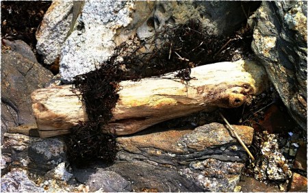 DriftwoodBokeh2GrainMidtoneSharpenFrayed 2