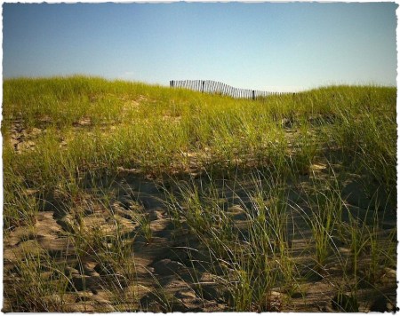 DuneFence2Bokeh1ExposureSharpenGrainMidtoneVignetteBrushup 2