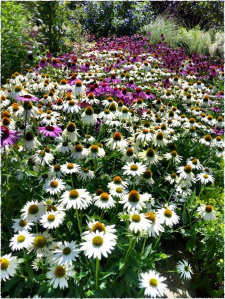 FestivalSeatingForFlowersBokeh2GrainMidtoneSatFrayed 2