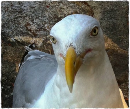 GaylordSecondCupOfCoffee 2