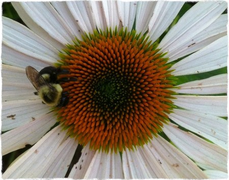 IMG_4852bGrainGrit 2