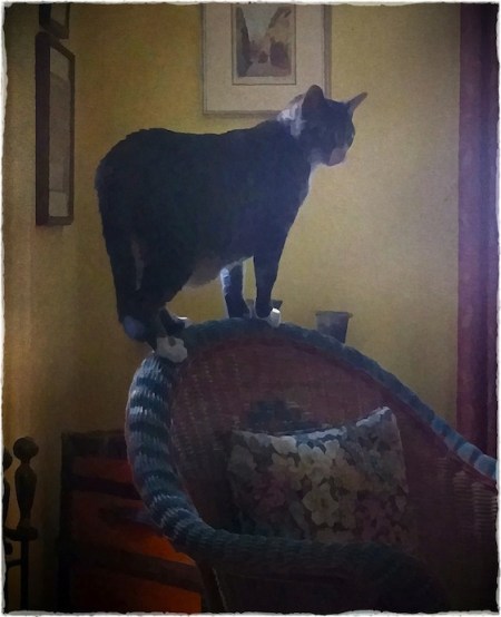 JackOnChairBokeh1Midtone 2