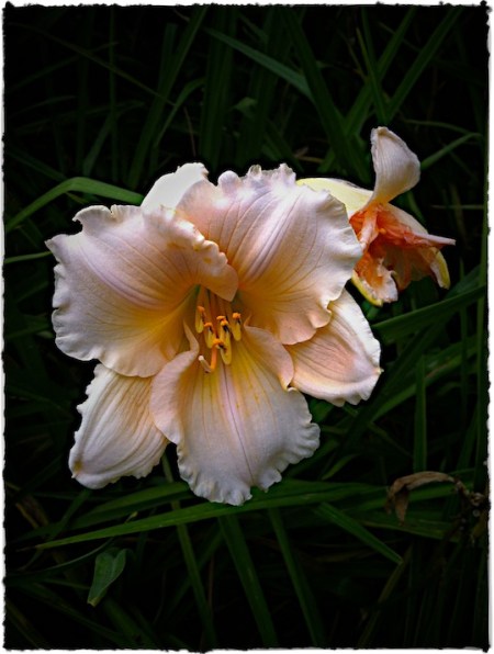 MaineFlowerBokeh2SharpenSatMidtoneGrainBrushup 2