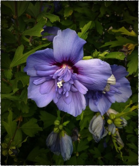 PurpleFlowerBokeh1GrainMidtoneFrayed 2