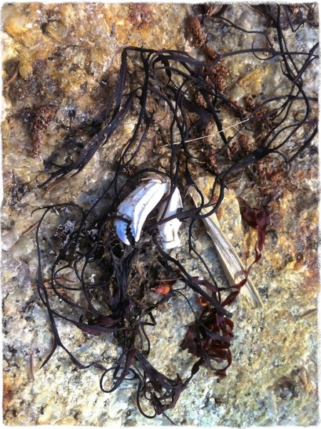 SeasideOkeeffe2GrainMidtoneGrit 2