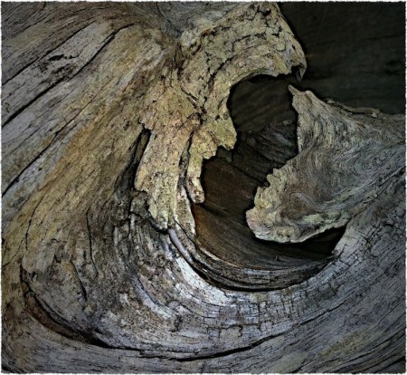 Driftwood3Bokeh3VignetteSharpenMidtoneGrainFrayed 3