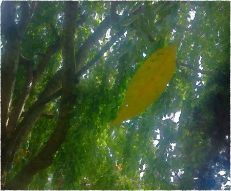 EarlyAutumnLightLeafFallBokeh2GrainMidtoneFrayed 2