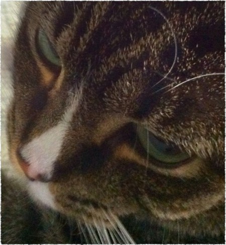 WakeUpCallBokeh2MidtoneGrainFrayed 2