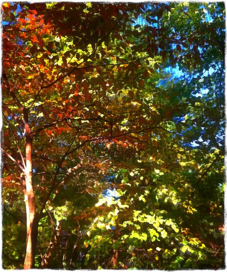 AutumnViewFromPorchBokeh1Bokeh2GlowMidtoneGrit 2