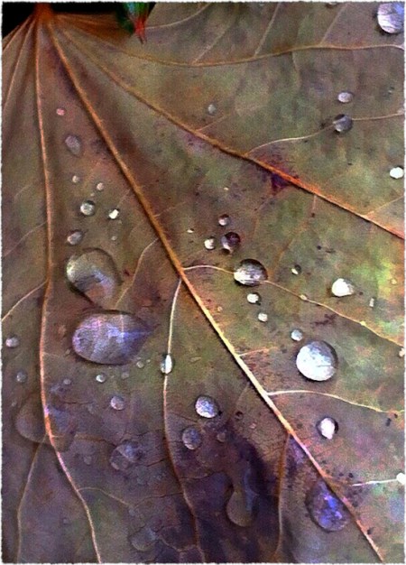 AutumnRainComposite1Bokeh3GrainSharpenMidtoneFrayed 2