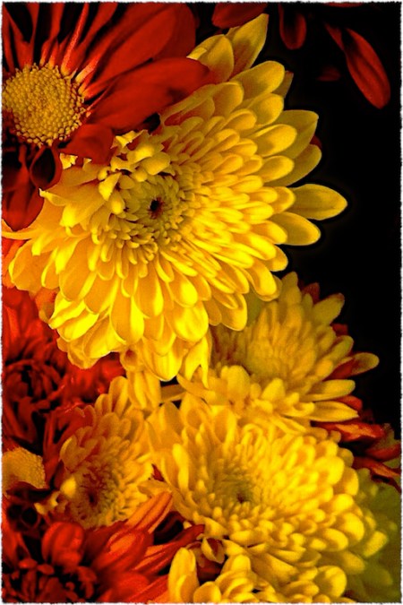 Flowers2Bokeh2MidtoneGrainSharpenGlowFrayed 2