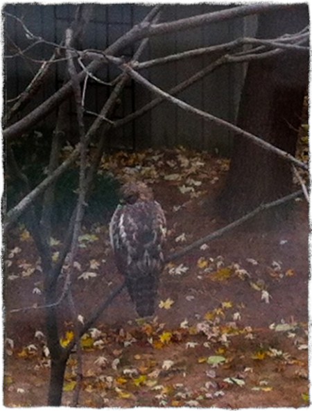 Hawk2ExposureMidtoneSharpenBokeh3Grit 2