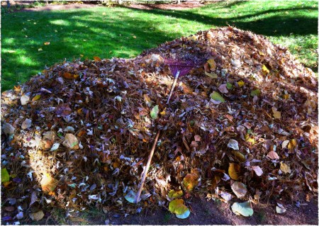 LeafPile1Bokeh2GrainFrayed 2